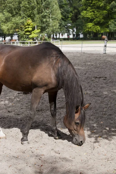 Caballos en el pasto — Foto de Stock