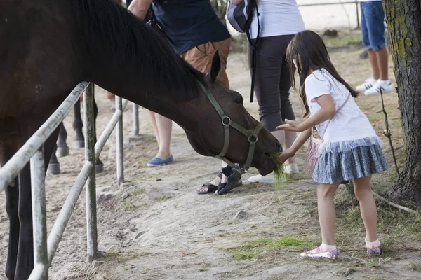 Caballos en el pasto — Foto de Stock