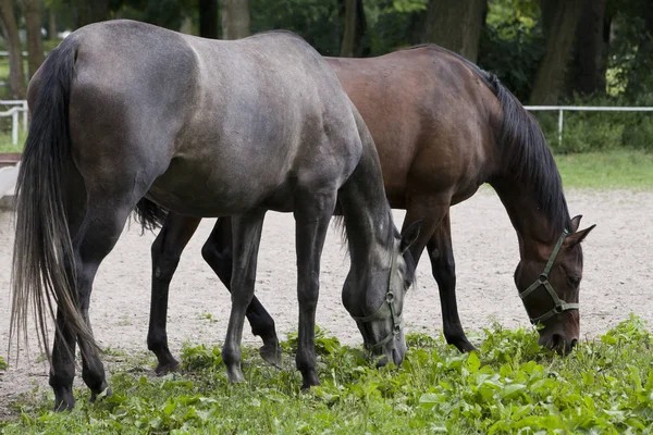 Horses on the pasture — Stock Photo, Image