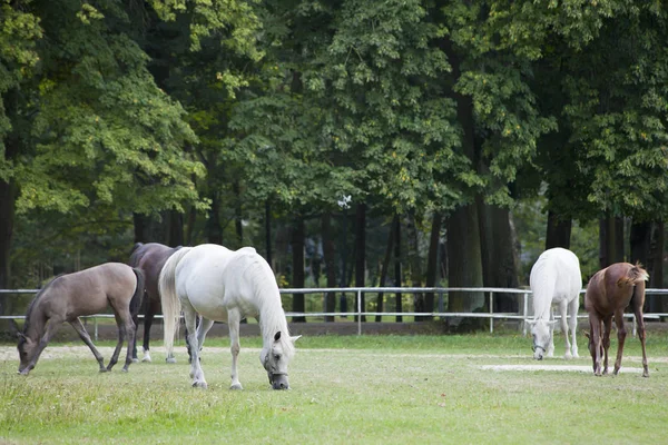 Caballos en el pasto — Foto de Stock