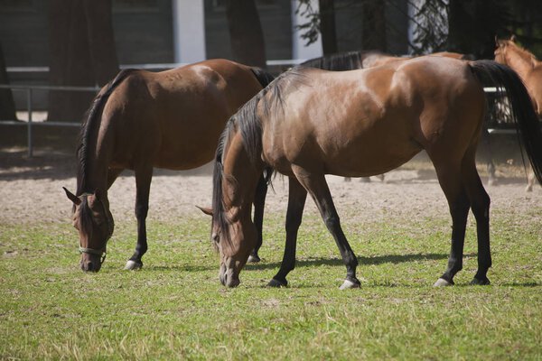 лошади на пастбище