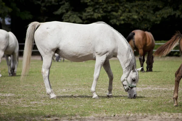 Cavalos no pasto — Fotografia de Stock
