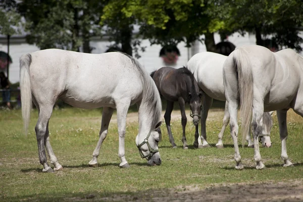 Horses on the pasture — Stock Photo, Image