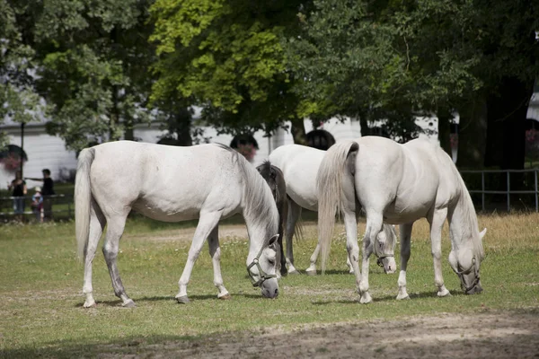 Caballos en el pasto — Foto de Stock