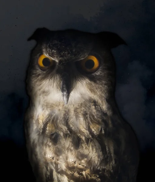 Effrayant hibou dans la nuit — Photo