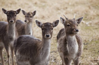 Nadas Deeron sonbahar çayır