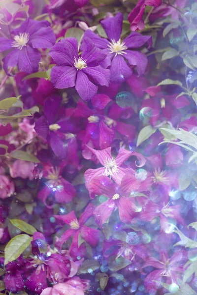 Floral Bakgrund Med Bokeh — Stockfoto