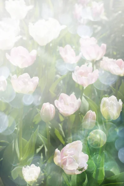 Tavaszi Virágok Szép Bokeh Hatása — Stock Fotó