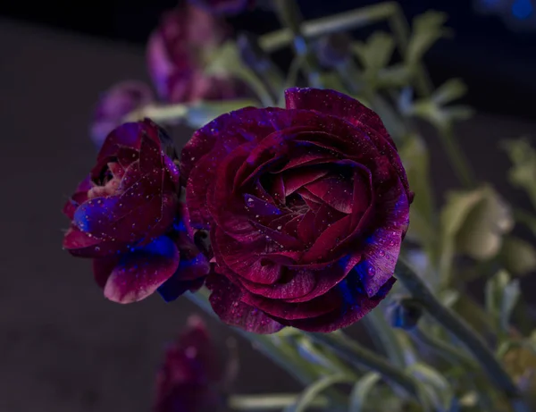 Arbusto con rosas rojas — Foto de Stock