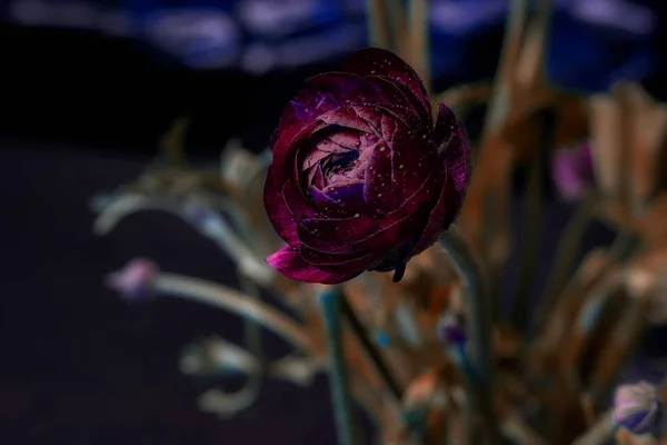 Кущ з червоними трояндами — стокове фото