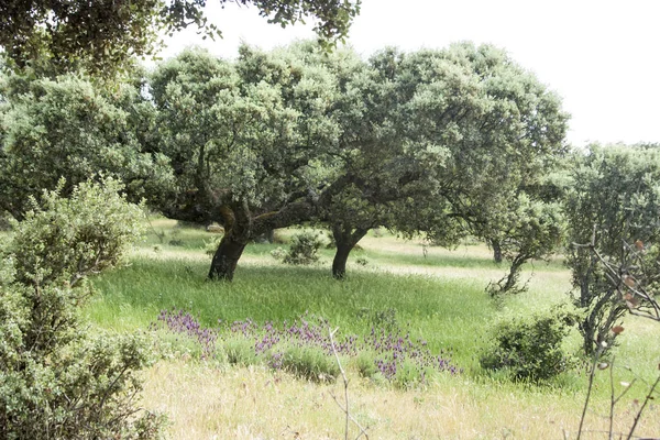 Campo Com Carvalhos Sobreiros — Fotografia de Stock