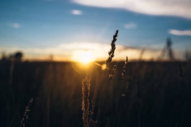 Gün batımında yalnız kulak