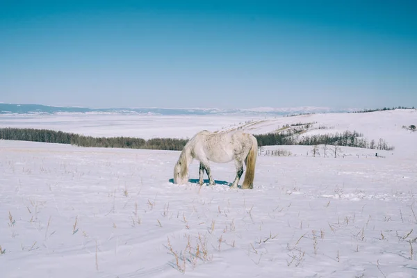 Wild Horse Siberia — Stock Photo, Image