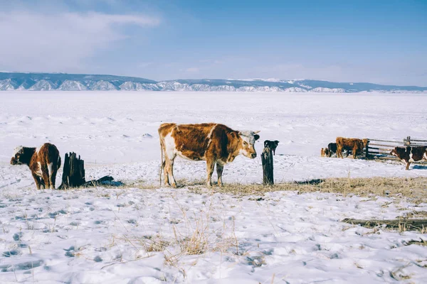 domestic Siberian cows in the winter