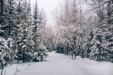 Soğuk kış ormanlarında akşam