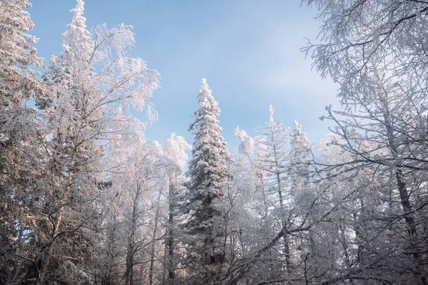 Evening Winter Cold Forest — 스톡 사진