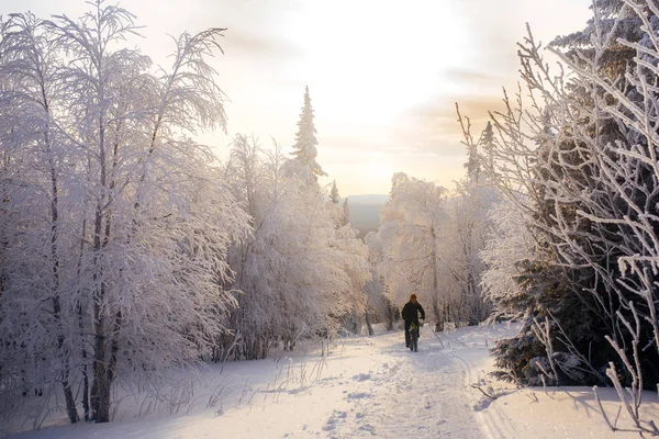 Reizen Door Het Winterbos — Stockfoto