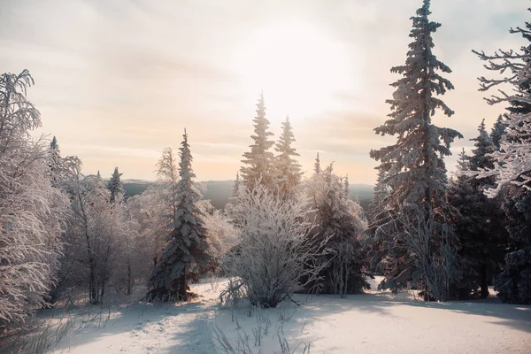 Abend Winter Kalter Wald — Stockfoto