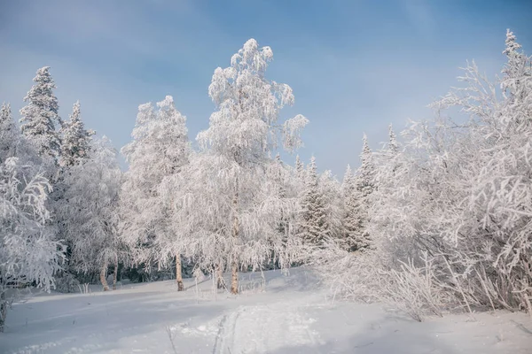 Abend Winter Kalter Wald — Stockfoto