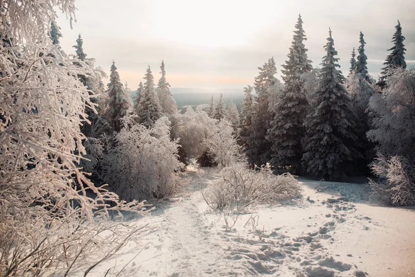 Avond Winter Koud Bos — Stockfoto