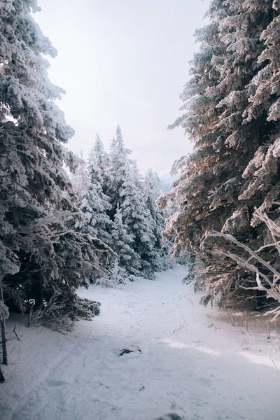 Abend Winter Kalter Wald — Stockfoto
