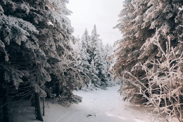 Sera Nella Foresta Fredda Invernale — Foto Stock