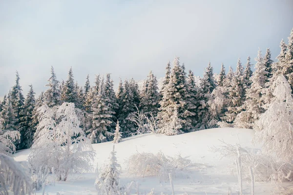 Avond Winter Koud Bos — Stockfoto