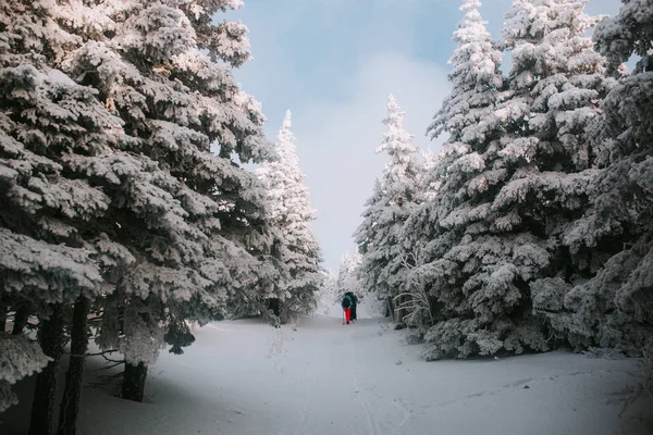 Arkadaşlar Kış Ormanlarında Seyahat Ederler — Stok fotoğraf