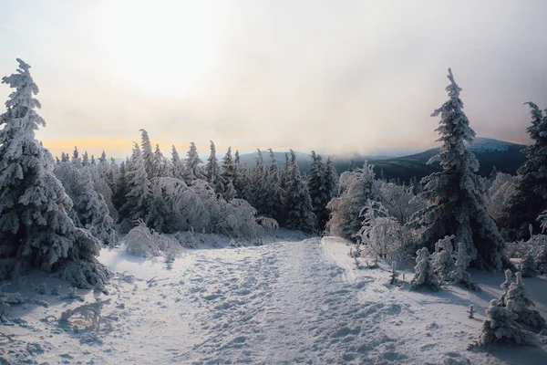 Abend Winter Kalter Wald — Stockfoto