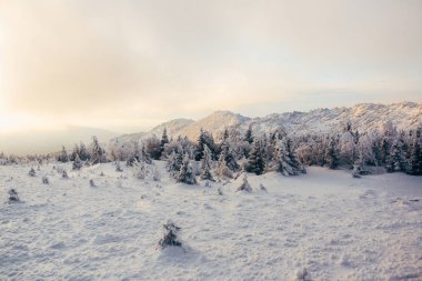Soğuk kış ormanlarında akşam