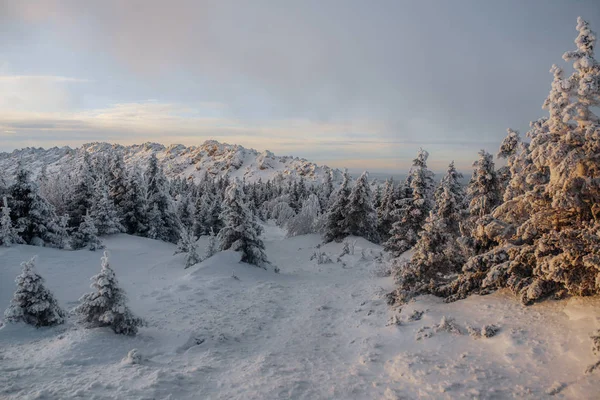 Evening Winter Cold Forest — 스톡 사진