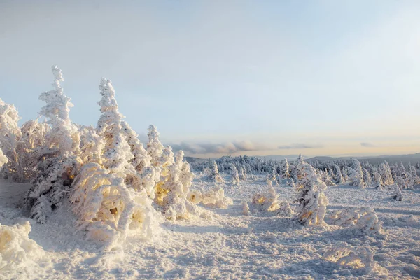 Abend Winter Kalter Wald — Stockfoto