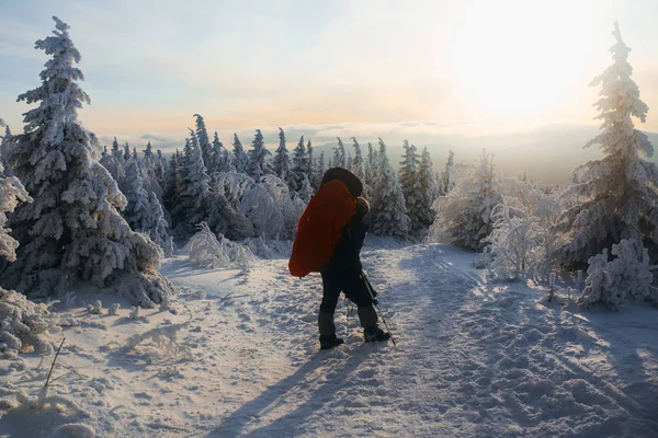 Avond Winter Koud Bos — Stockfoto