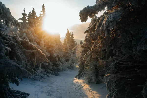 Sera Nella Foresta Fredda Invernale — Foto Stock