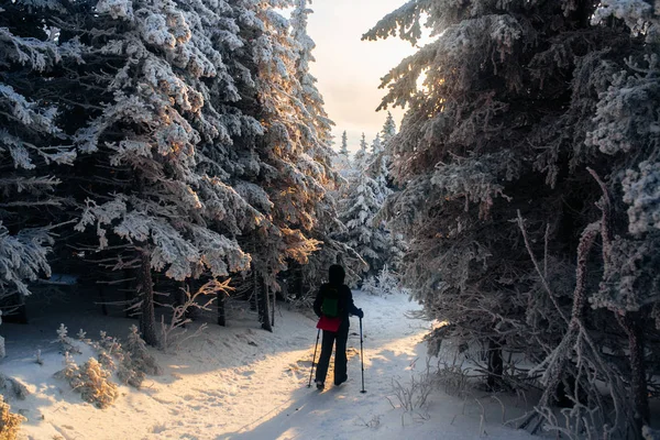 Abend Winter Kalter Wald — Stockfoto