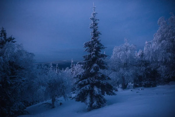 Cold Night Dark Forest — 스톡 사진