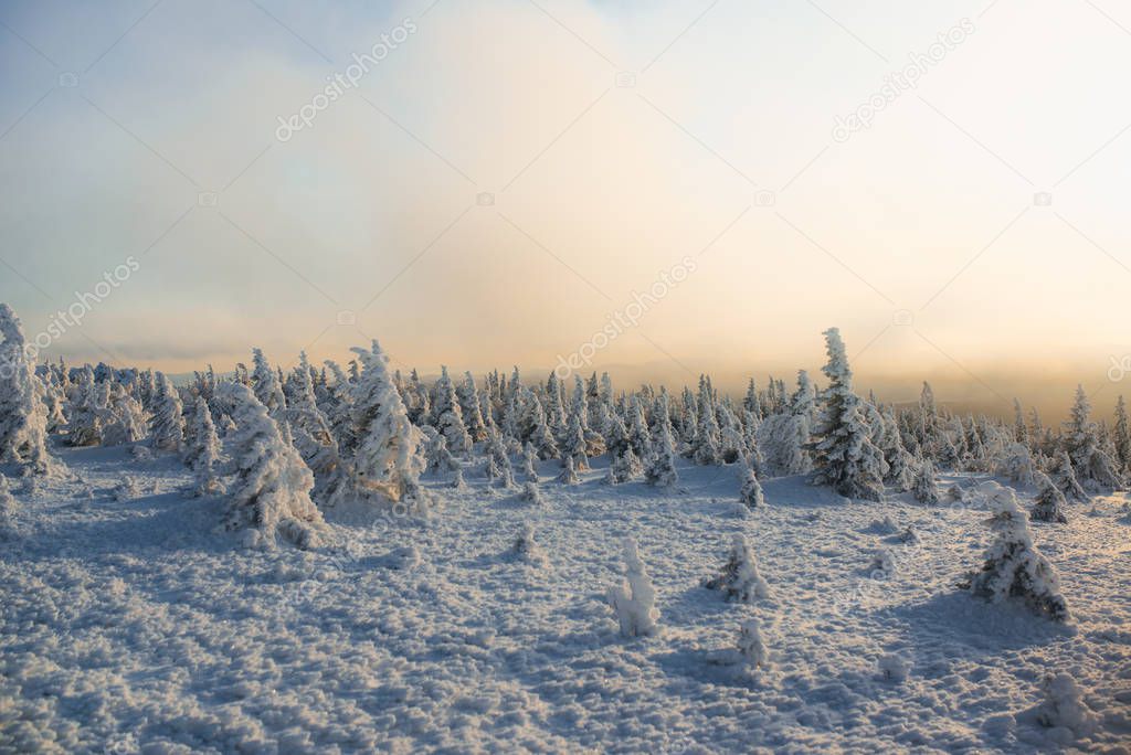 Evening in winter cold forest