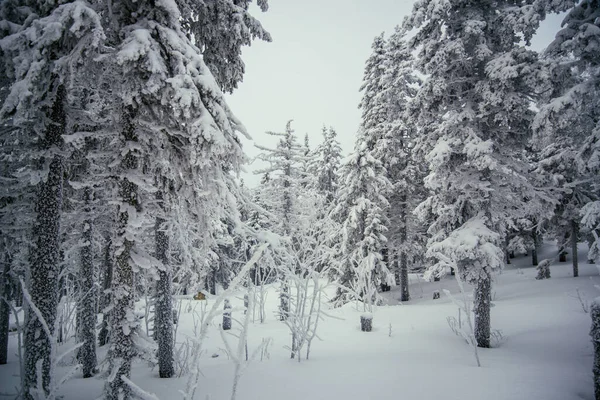 Зимние Леса Южного Урала — стоковое фото