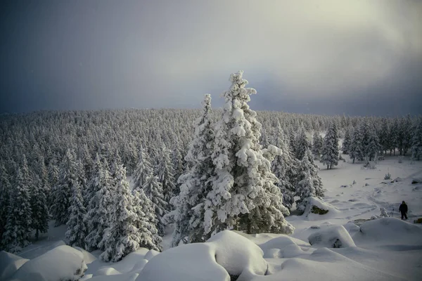 Güney Ural Kış Ormanı — Stok fotoğraf