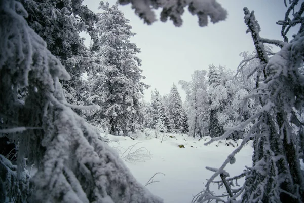 南乌拉尔冬季森林 图库图片