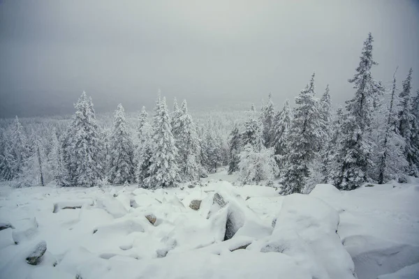 南乌拉尔冬季森林 图库图片