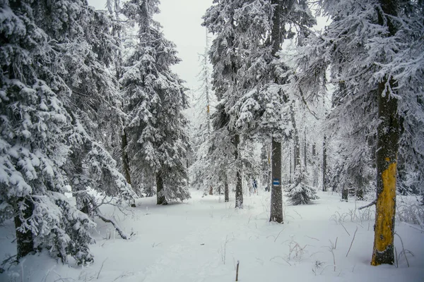 南乌拉尔冬季森林 图库照片