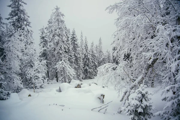 南乌拉尔冬季森林 免版税图库图片