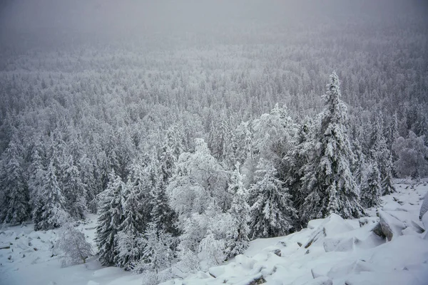南乌拉尔冬季森林 免版税图库照片