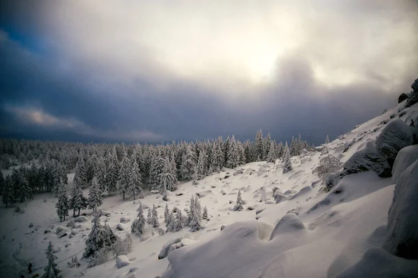 南乌拉尔冬季森林 免版税图库照片