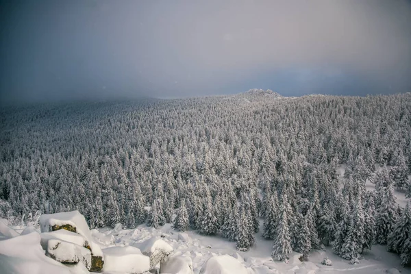 南乌拉尔冬季森林 免版税图库图片