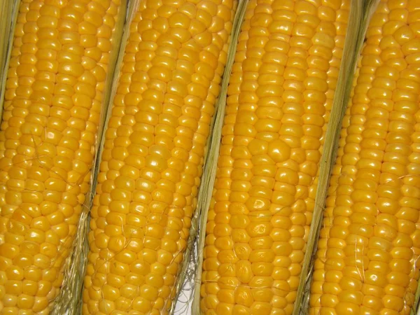 Zralé žluté kukuřice. — Stock fotografie