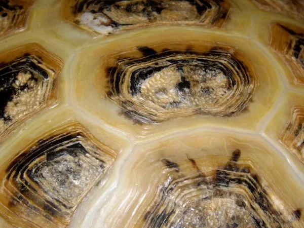 Tortoise shell close-up.