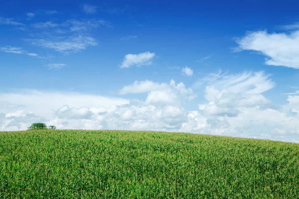 Majsfält i bakgrunden är himlen. — Stockfoto