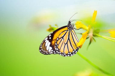 Kelebek (ortak kaplan) ve çiçek